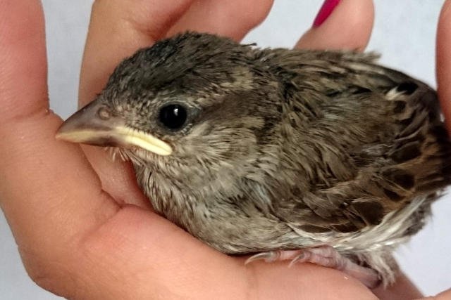 Uratowany wróbel.