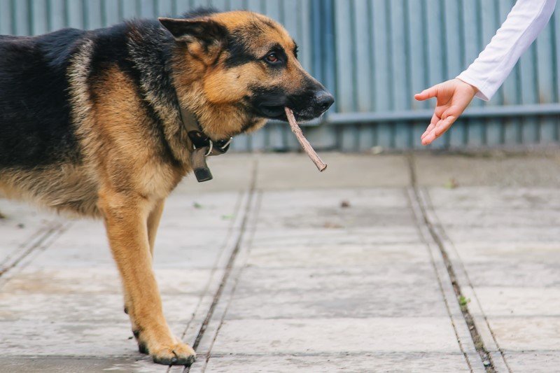 – Daj patyka, dostaniesz przysmak. – Taaaa, jasne...