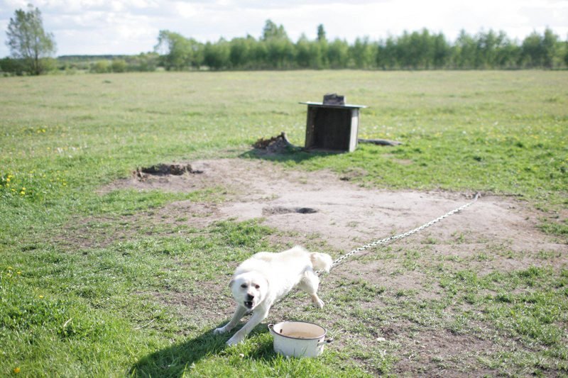 Platforma chce zakazać trzymania psów na łańcuchach