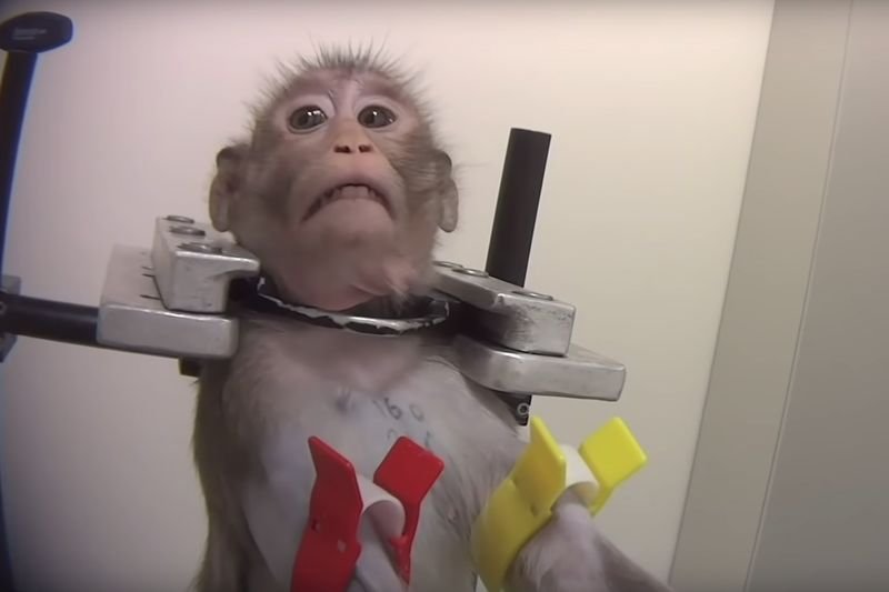 Zwierzętom podawano różne leki oraz chemikalia.