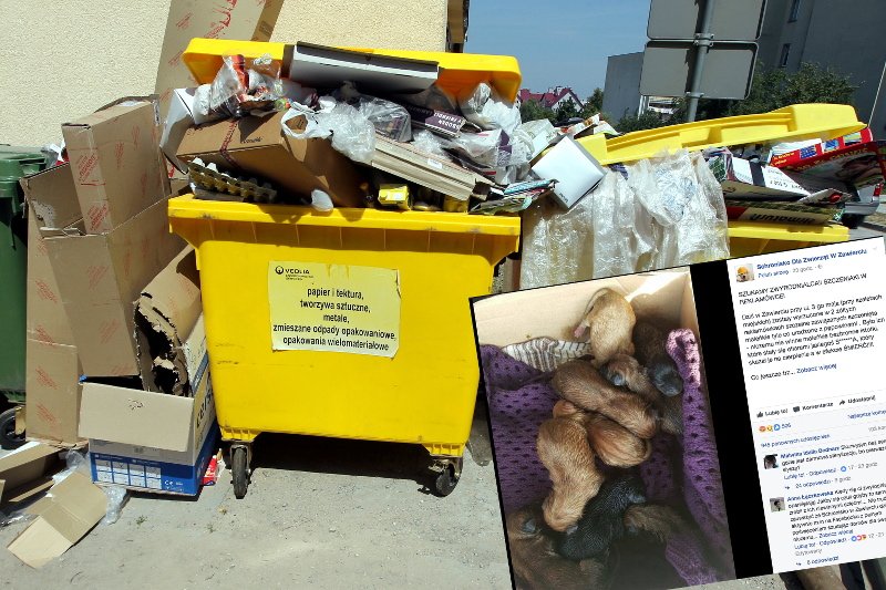 Szczeniaki zostały zawiązane w foliowej reklamówce i wyrzucone pod kontener na śmieci. Niestety mimo pomocy, nie udało się ich uratować.