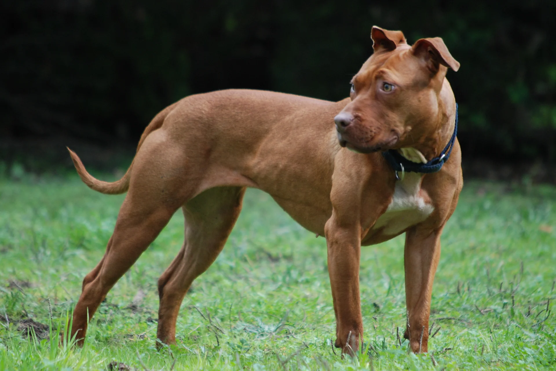 Amerykański pitt bull terrier - pies, na którego trzeba mieć w Polsce zezwolenie Amerykański pitt bull terrier