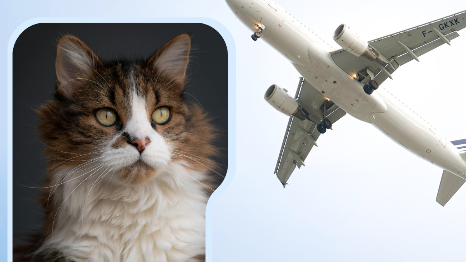 Kot Maine Coon i w tle lecący samolot
