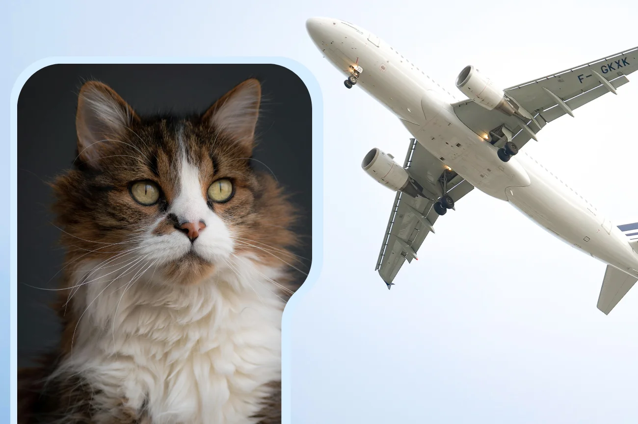 Kot przez pomyłkę zostawiony w samolocie Kot Maine Coon i w tle lecący samolot