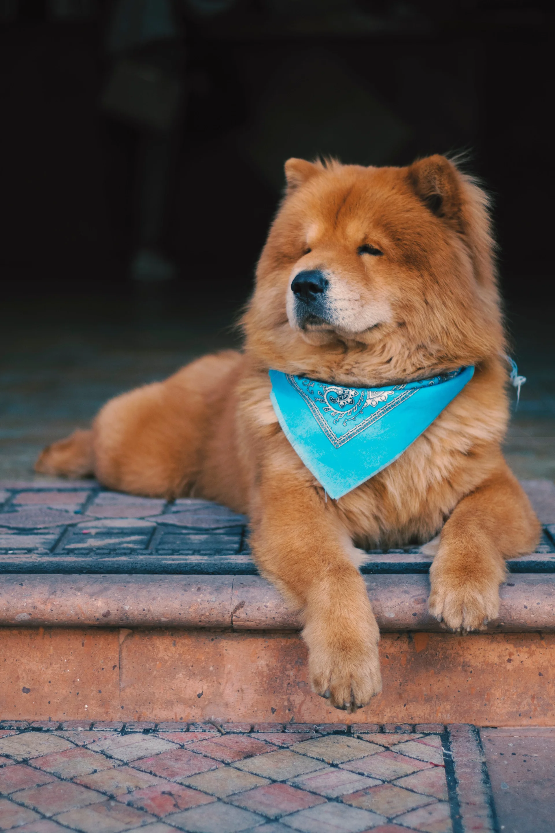 Chow-chow Chow-chow