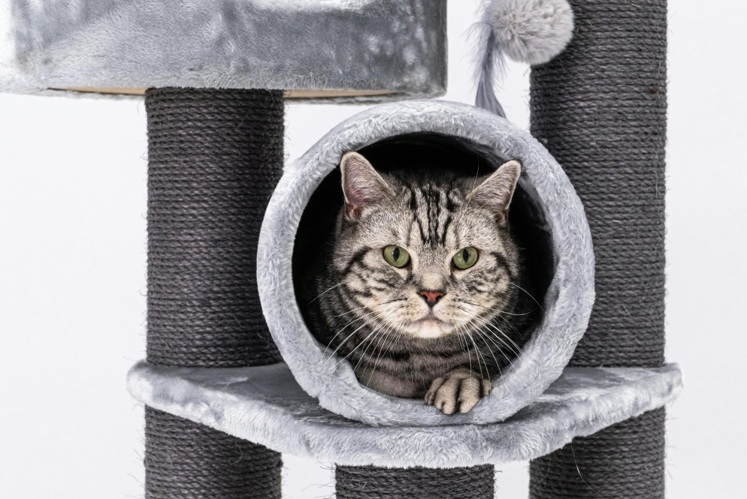 Wyprawka dla kota. Jakie rzeczy są niezbędne?