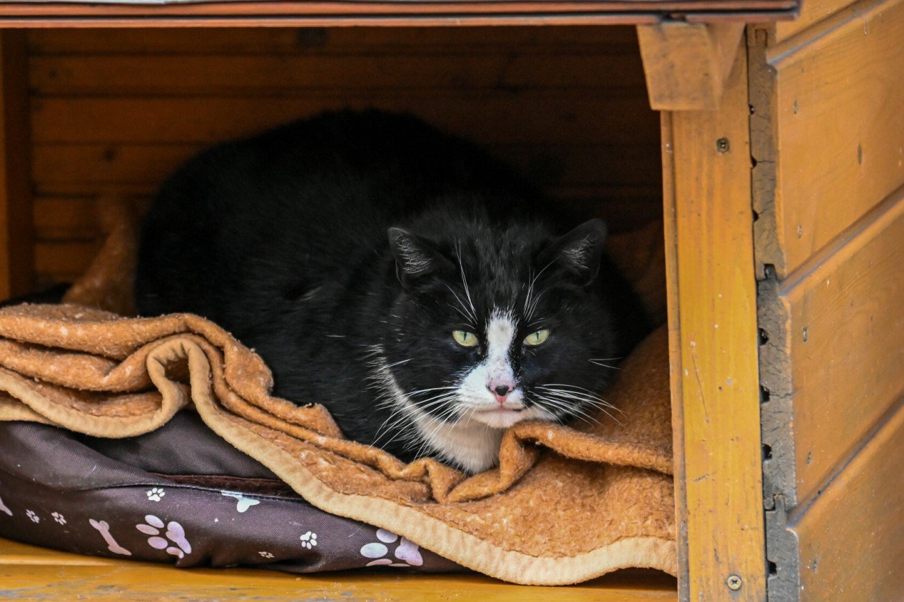Kot Gacek – najsłynniejszy kot w Polsce