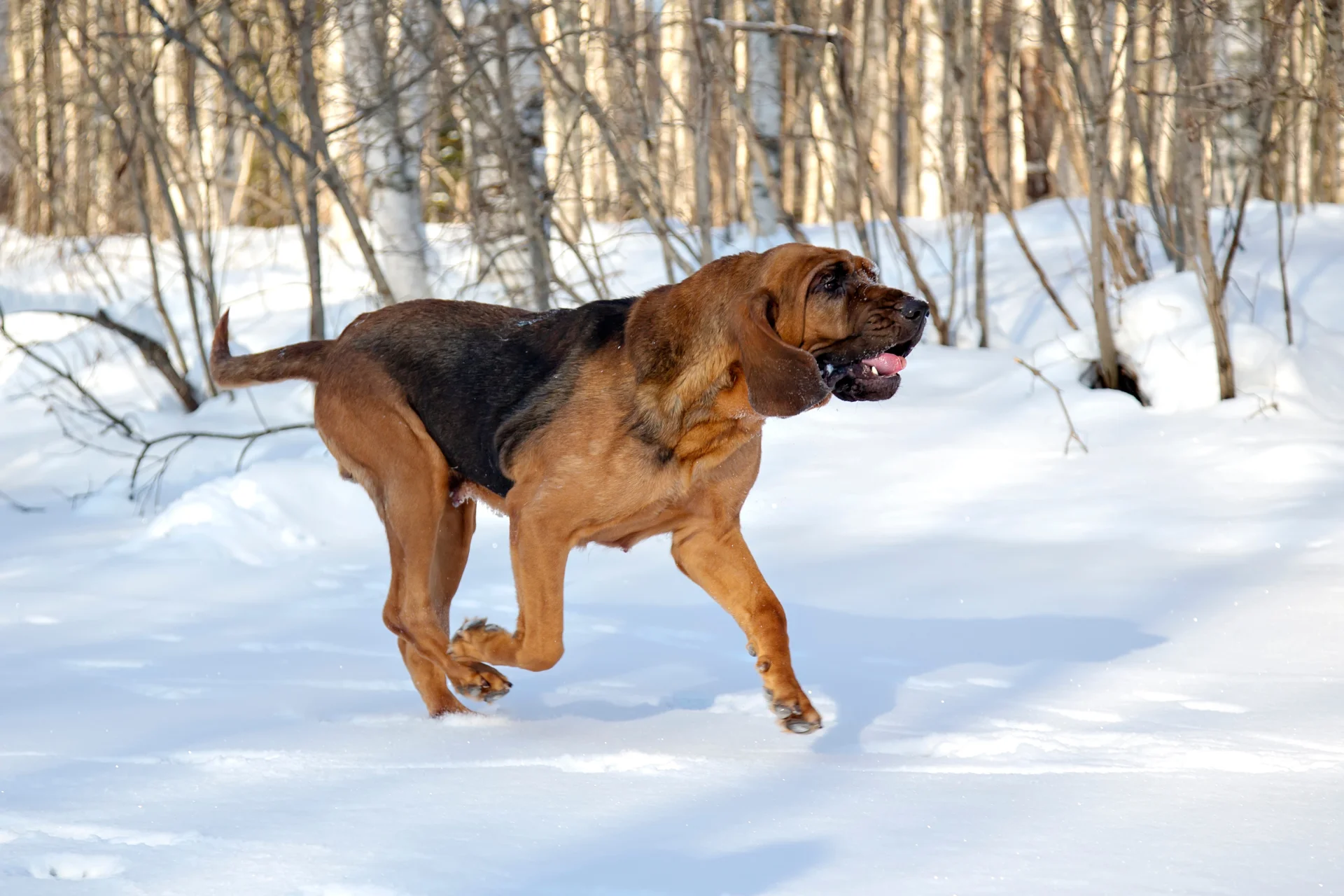 Bloodhound 