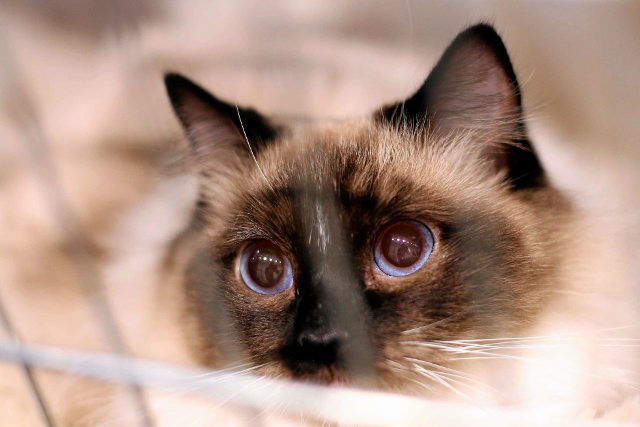 Brytyjskie urzędy zatrudniają koty do pomocy w walce z myszami.