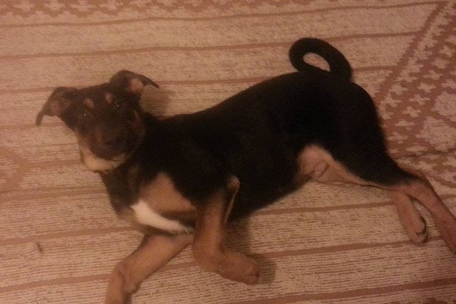 "Kebab" został wywieziony do lasu. Jego właścicielka prosi o pomoc internautów.