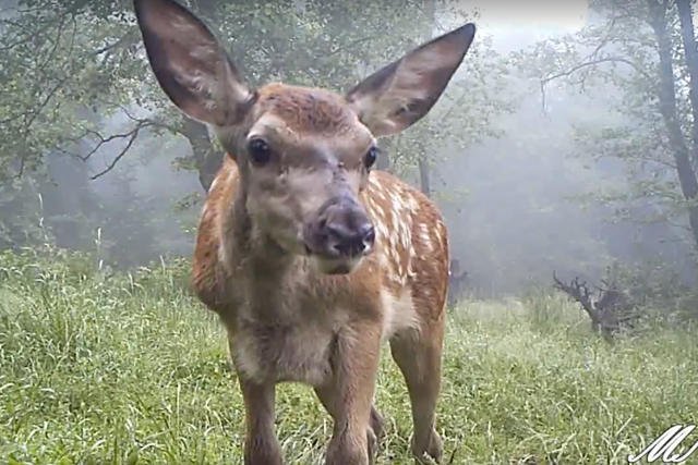 Jeleń w Bieszczadach. Esencja słodkości!