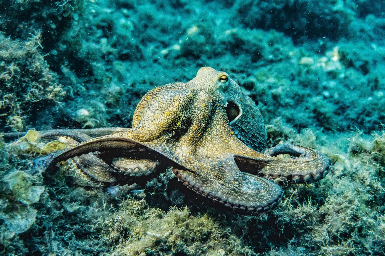 Ośmiornica pod wodą