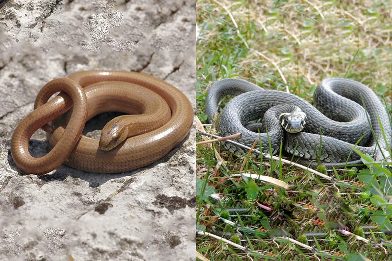 Padalec a zaskroniec - porównanie Padalec a zaskroniec - porównanie