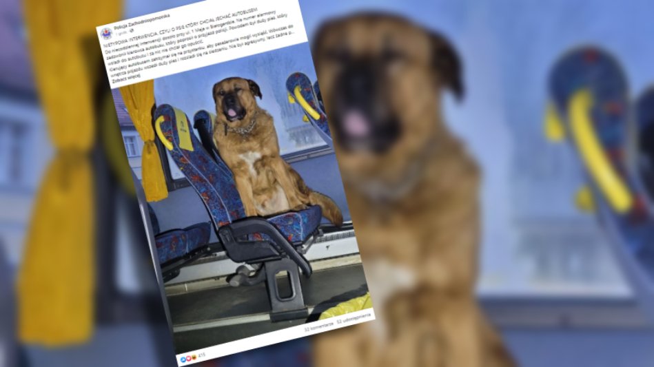 Pies wsiadł do autobusu i nie chciał wysiąść