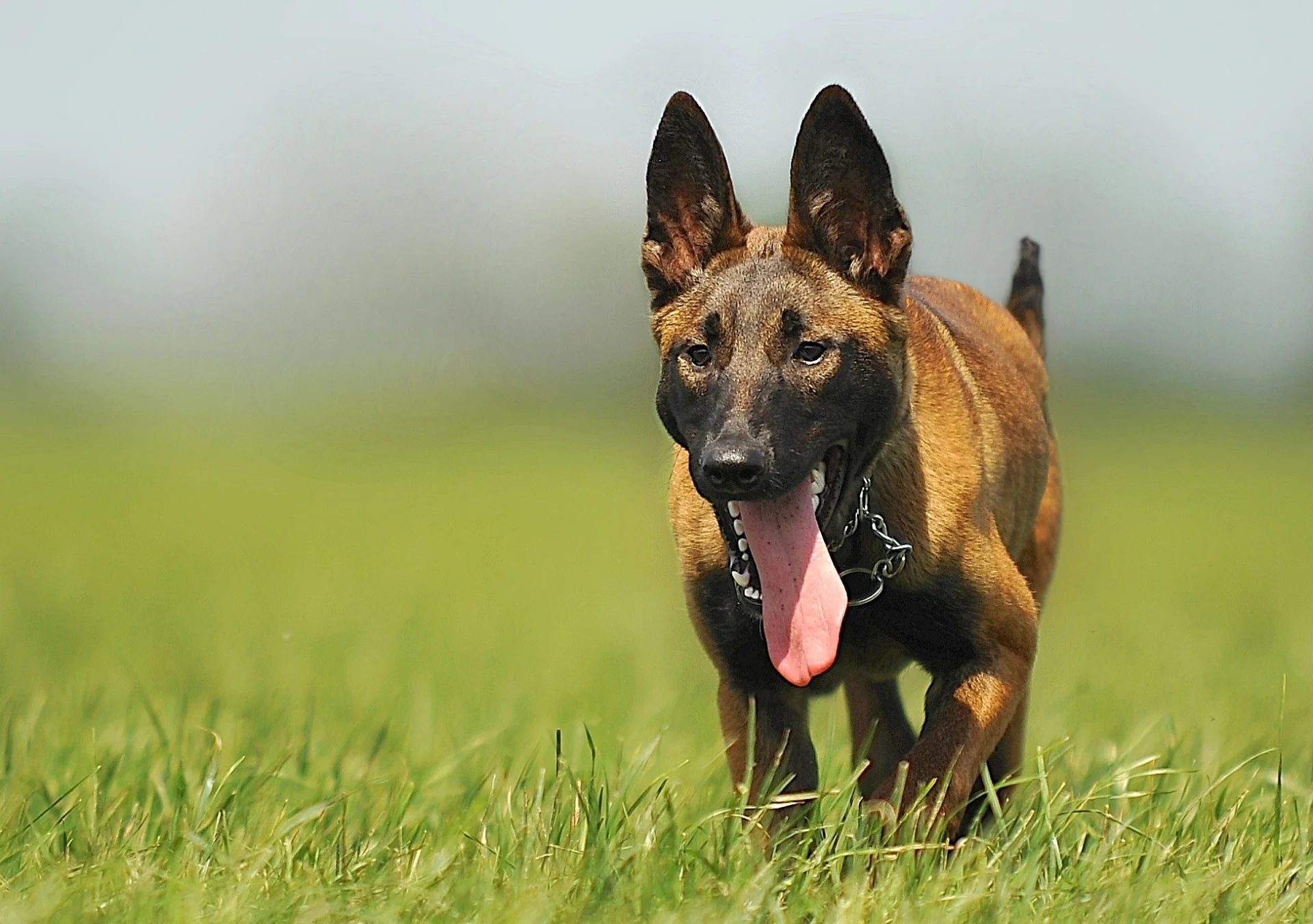 Owczarek belgijski malinois Owczarek belgijski malinois