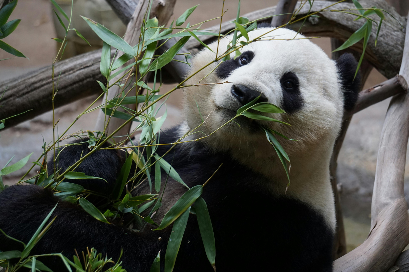 Panda wielka – gatunek drapieżnego ssaka z rodziny niedźwiedziowatych Panda wielka zajadająca liście