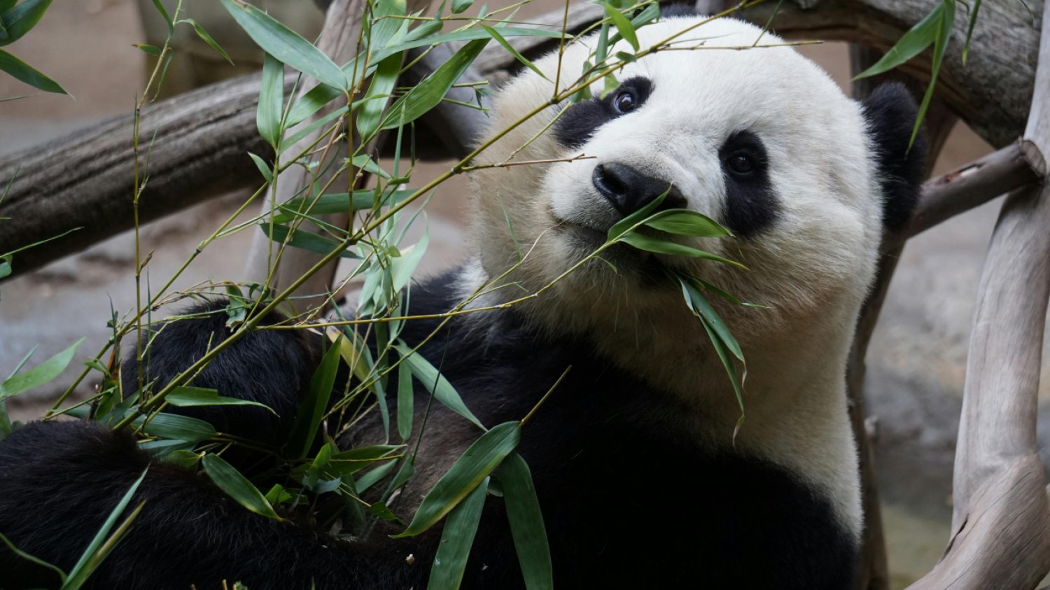 Panda wielka zajadająca liście