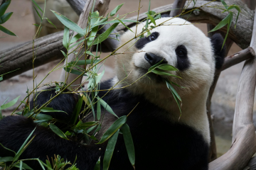 Panda wielka – gatunek drapieżnego ssaka z rodziny niedźwiedziowatych Panda wielka zajadająca liście