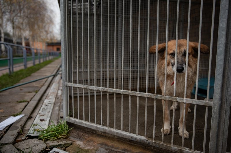 Kontrowersyjny pomysł radnego PiS ws. bezdomnych psów i kotów.