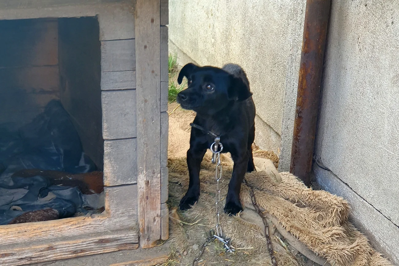 Ta niewielka suczka padła ofiarą rodziny zoofilów z Sośnicy pod Pleszewem.