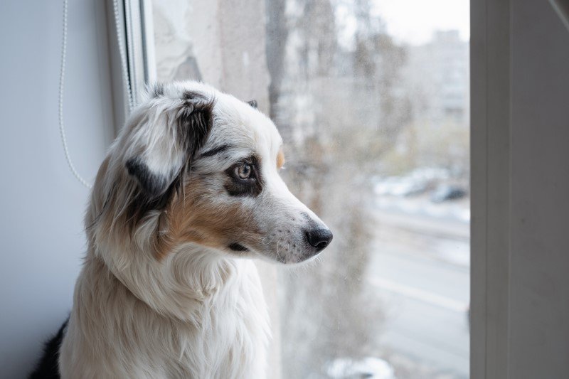 Naukowcy zbadali emocjonalną reakcję psów na krzyki