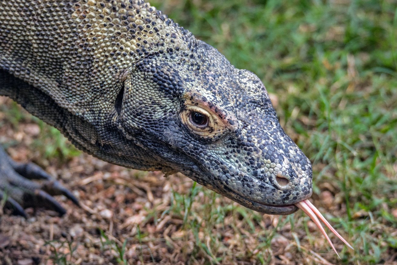 Warany z Komodo na wyginięciu! Największa jaszczurka świata może zniknąć z planety
