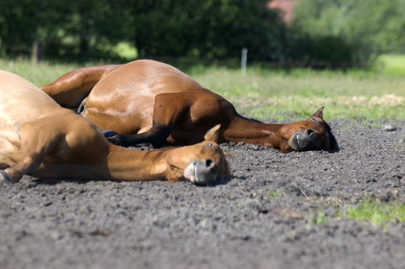 Z tymi wierzchowcami wszystko jest w porządku. Szykują się do snu