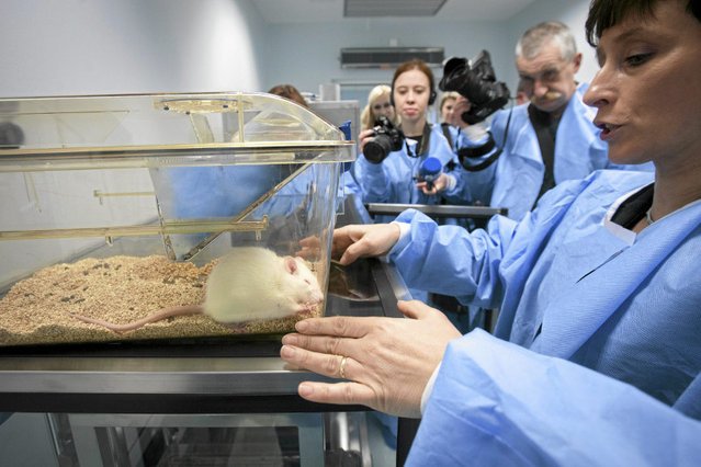 Do ustawy o doświadczeniach na zwierzętach mogą trafić senackie poprawki