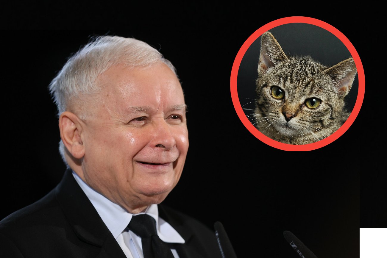 Jarosław Kaczyński słynie z miłości do kotów