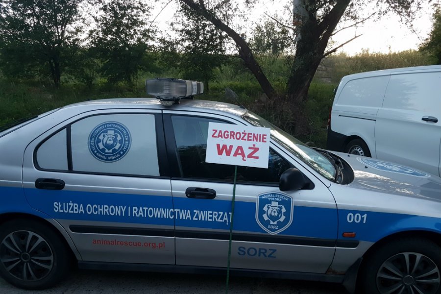 Wąż grasuje w okolicach miejscowości Gassy, niedaleko przeprawy promowej do Karczewa.