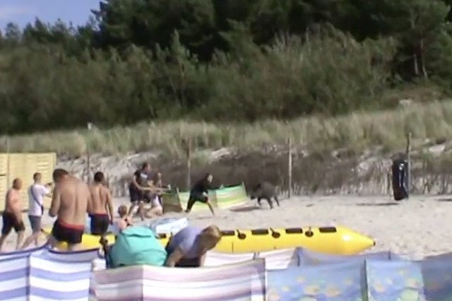 Ten dzik nie tylko nie bał się ludzi, ale bez trudu powalił przeciwnika, który chciał go przegnać.