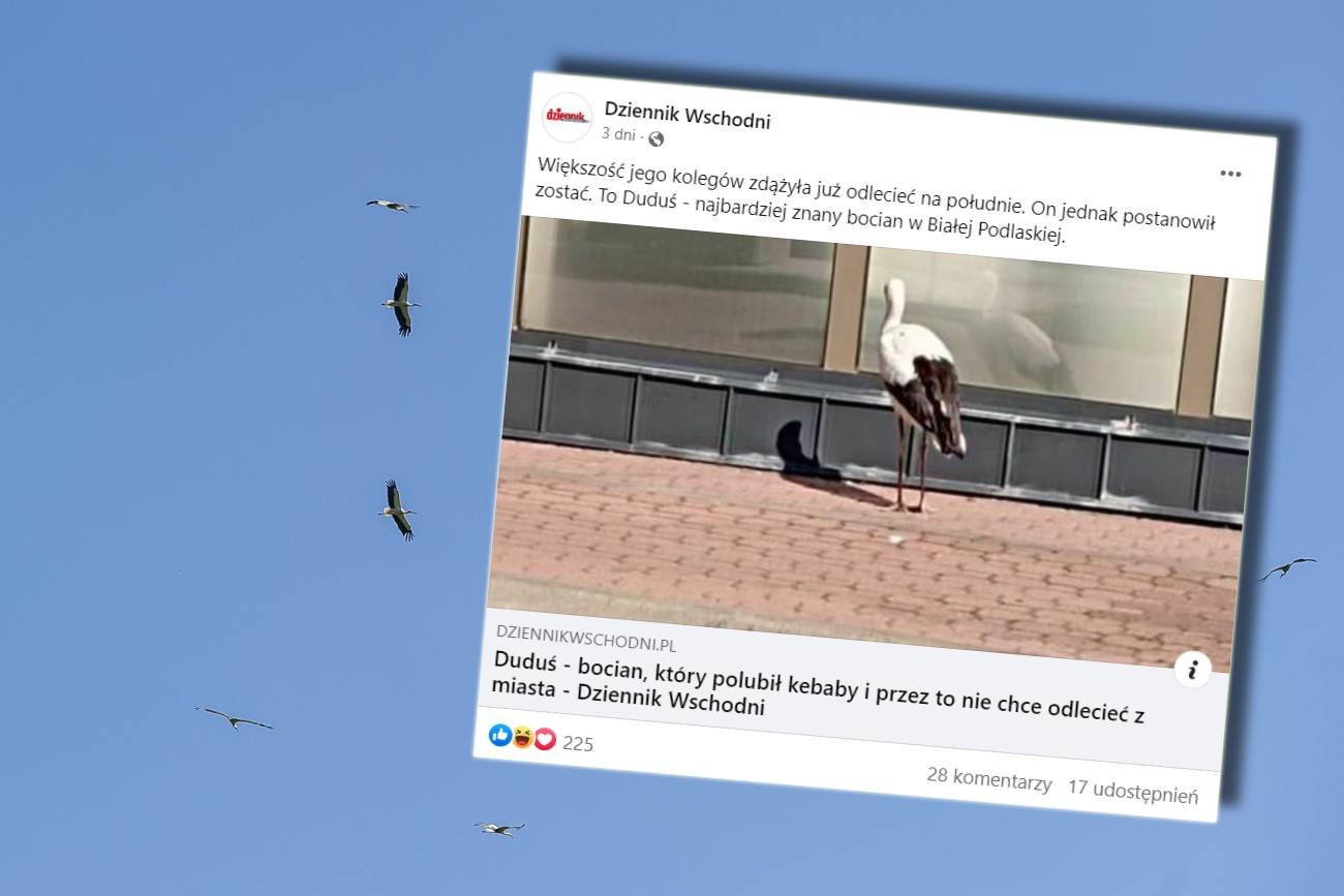 Bocian Duduś z Białej Podlaskiej uwielbia kebaby