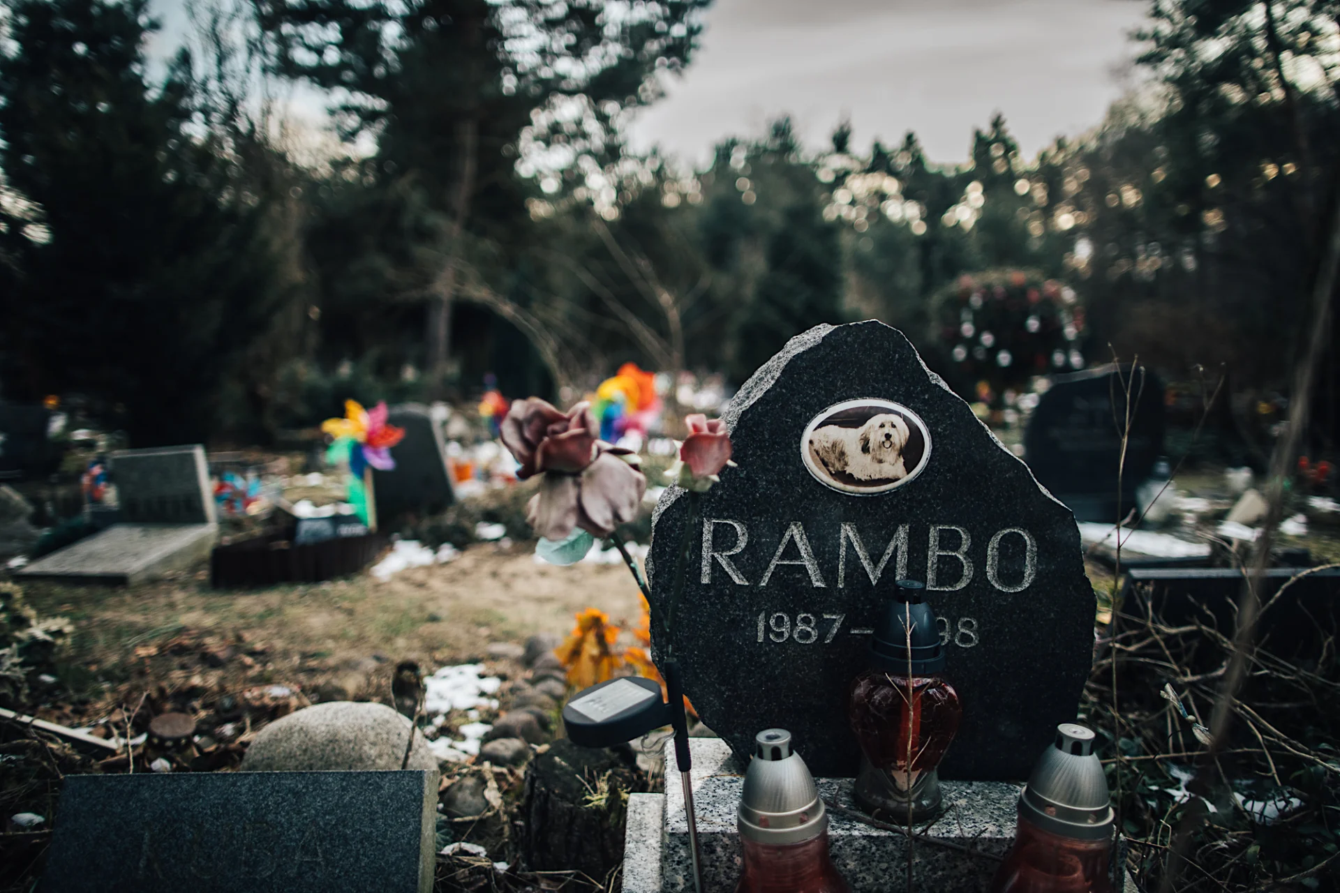 Rambo spoczywa na cmentarzu "Psi Los" już od ponad 20 lat