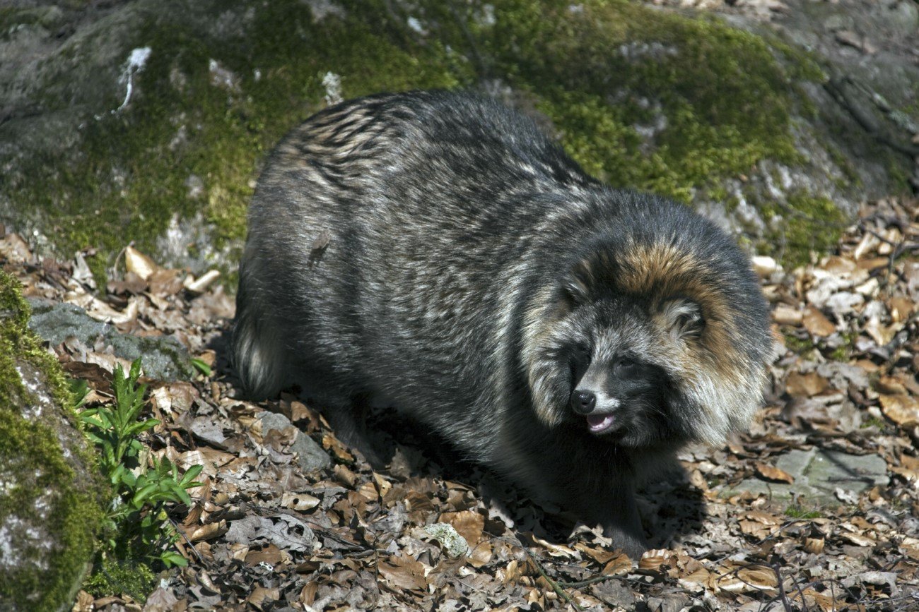 Jenot azjatycki (Nyctereutes procyonoides) – nowy drapieżnik w Tatrach