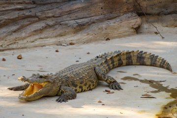Krokodyle są spokrewnione z dinozaurami, które mogły rozmnażać się bez udziału samców
