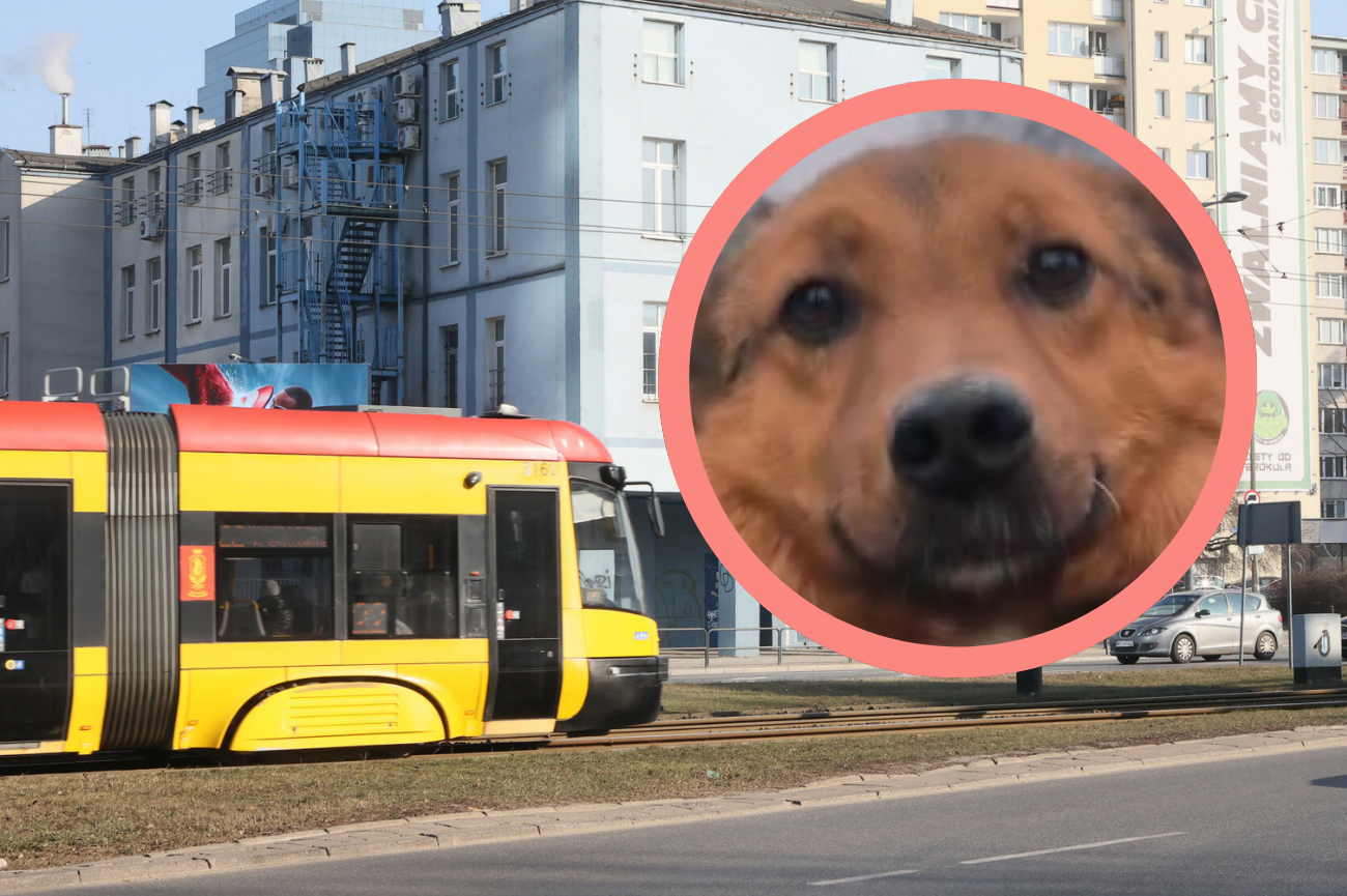 Poruszająca historia psa Wedla Kundelek, tramwaj
