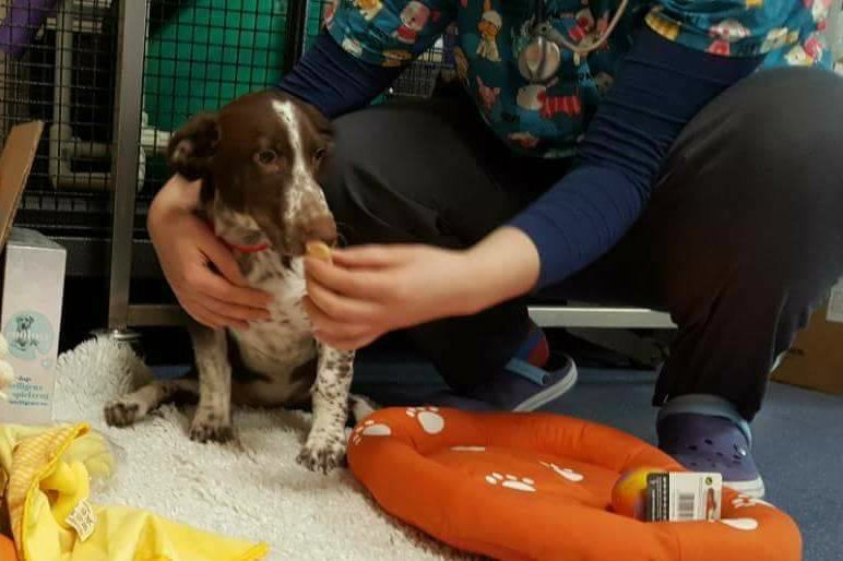 Bartosz D., którego oskarżono o pobicie psa Fijo, twierdzi, że jest niewinny.