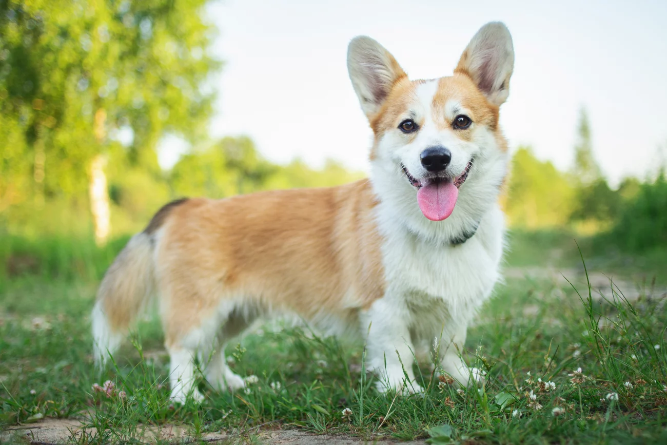 Welsh Corgi Pembroke na trawie