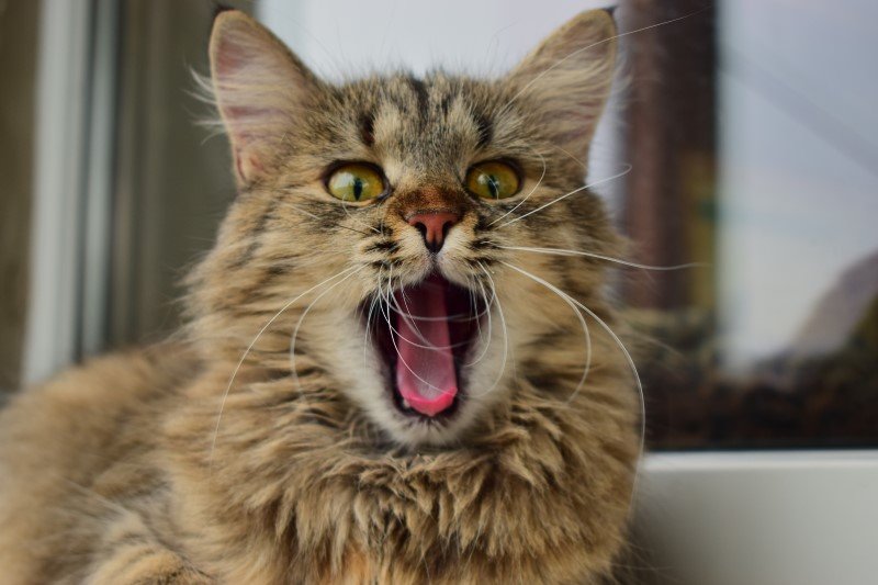 Nieświeży oddech u kota może być objawem choroby