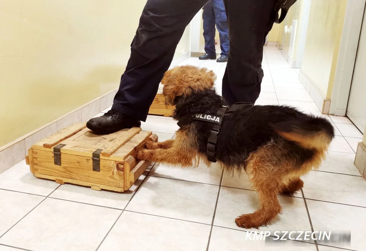 Terrier walijski w polskiej policji Terrier walijski w polskiej policji