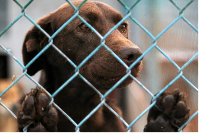 Psy ze schroniska znalazły nietypowy dom