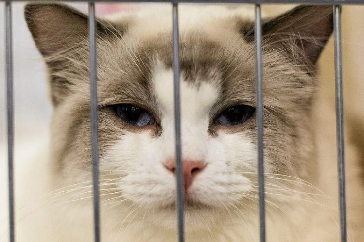 Saarbruecken: 200 martwych kotów w domku.