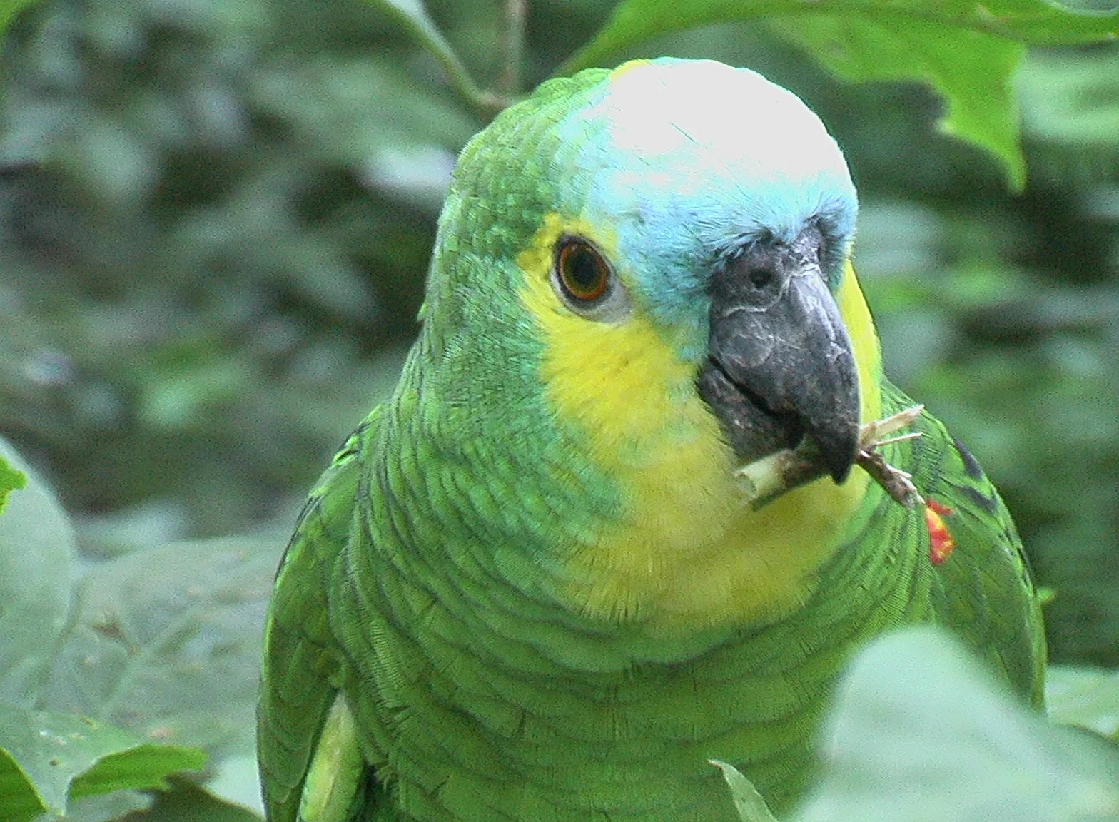 Amazonka Amazonka