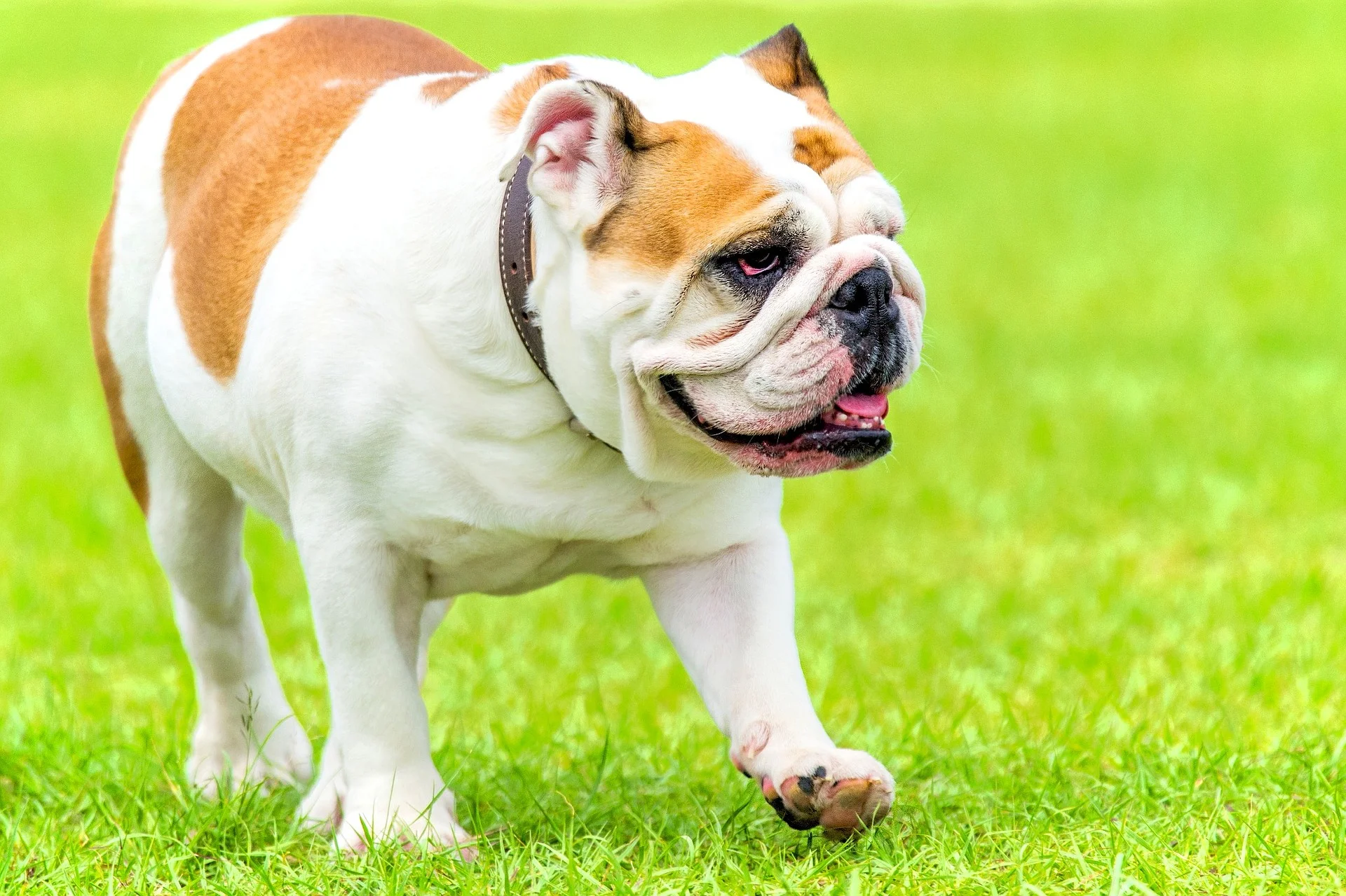 Buldog angielski