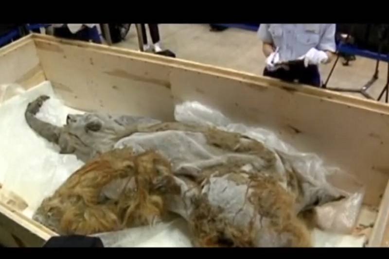 Na Syberii odkryto doskonale zachowanego mamuta. Możliwe, że uda się go sklonować