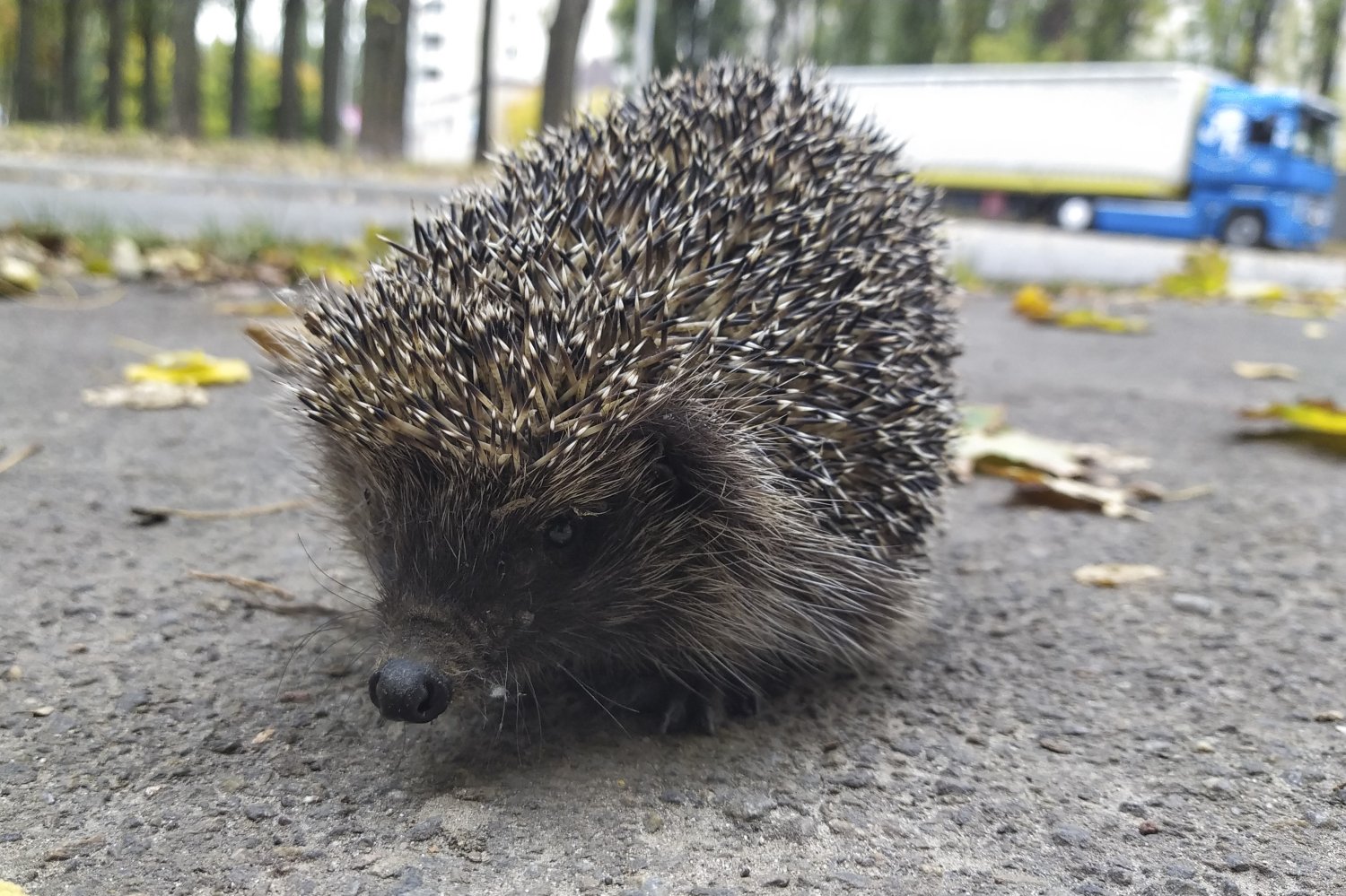 Samotny jeż jesienią
