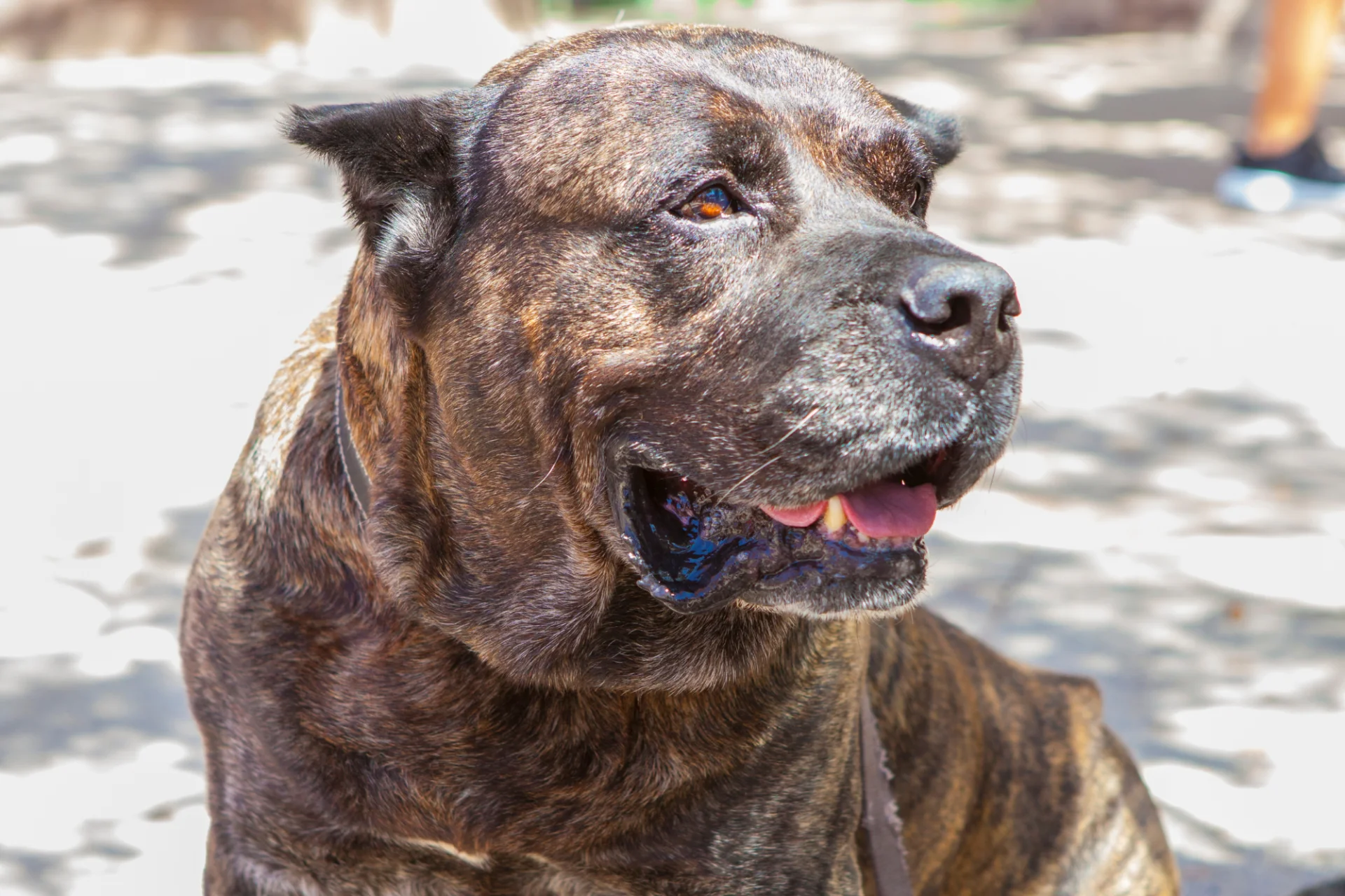Pies kanaryjski (Perro de Presa Canario) w bliskim kadrze