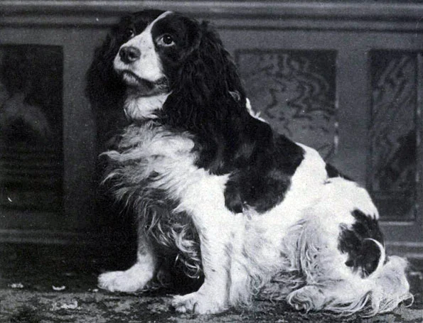Norfolk Spaniel Norfolk Spaniel