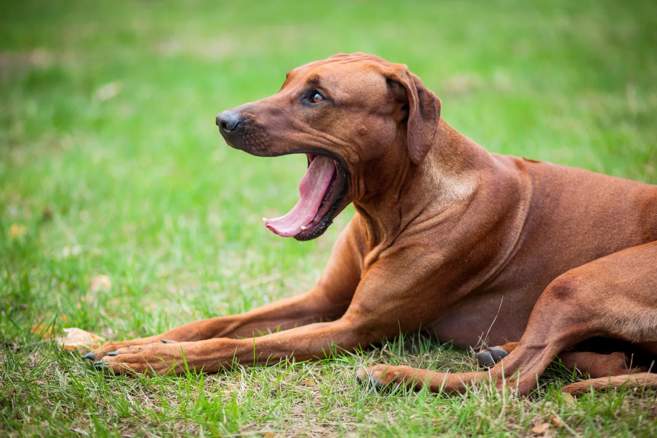 Rhodesian ridgeback Rhodesian ridgeback na trawie