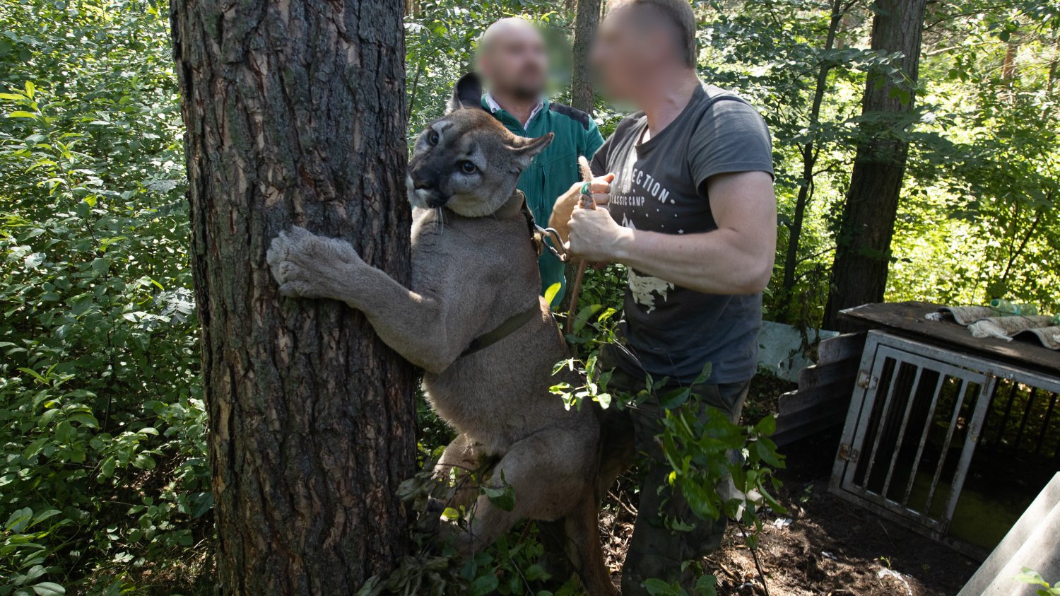 Weteran z Afganistanu uciekł z pumą Nubią do lasu. Zwierzę było przerażone